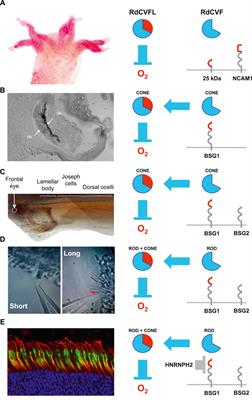 The Emergence of Rod-Cone Cellular Interaction